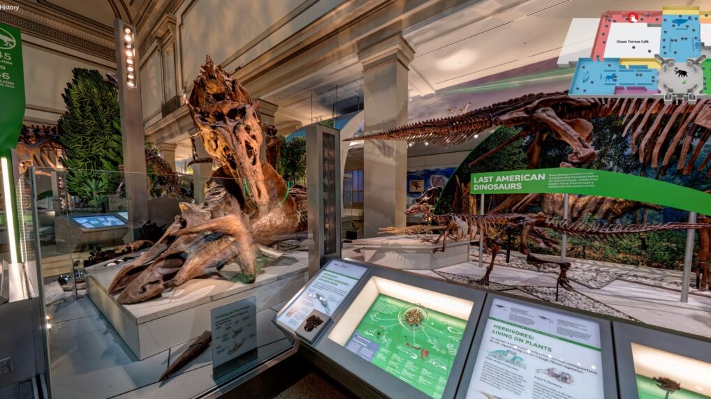 Smithsonian National Museum of Natural History. Kości dinozaurów  