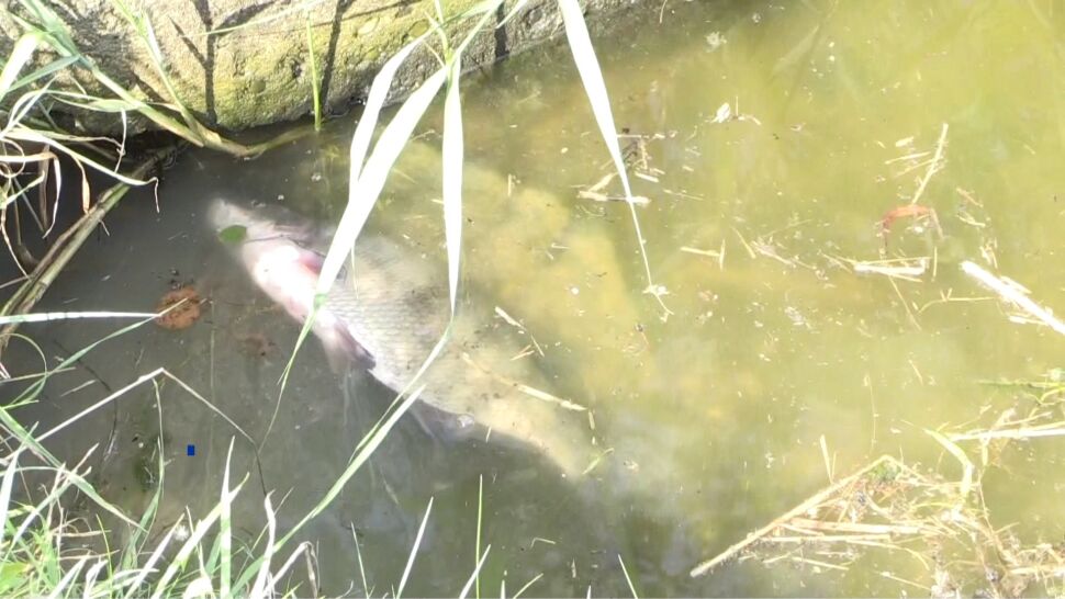 Śnięte ryby w Kanale Gliwickim. Powołano sztab kryzysowy, trwa akcja odławiania