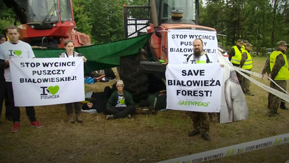 Trwa walka o Puszczę Białowieską. "To jest ostatni krok desperacji"